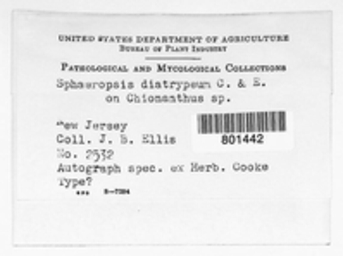 Sphaeropsis diatrypea image